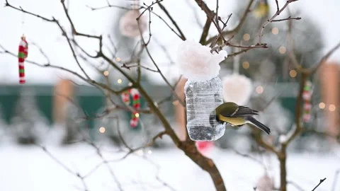 Birds of titmouse sit in the feeder to eat food seeds in winter against the Stock Footage 166433419