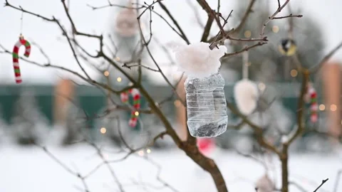 Birds of titmouse sit in the feeder to eat food seeds in winter against the Stock Footage 200264439