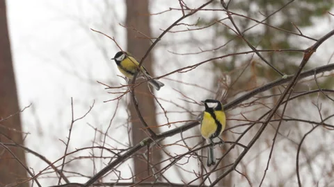 Birds Titmouse on a tree Stock Footage 170605018