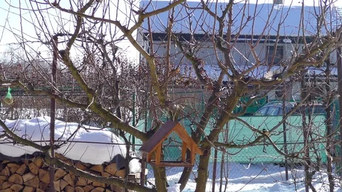 Birds Tits Video stock 72376769