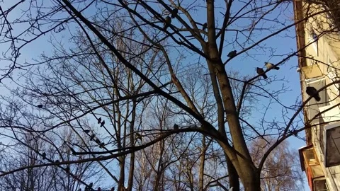 Birds on top of a Bare Tree Branches Stock Footage 167132144
