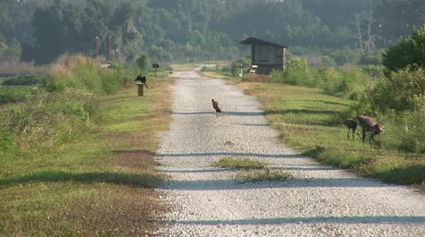 Birds on trail Stock Footage 5088254