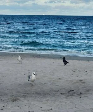 Birds on a Tranquil Beach Stock Photos