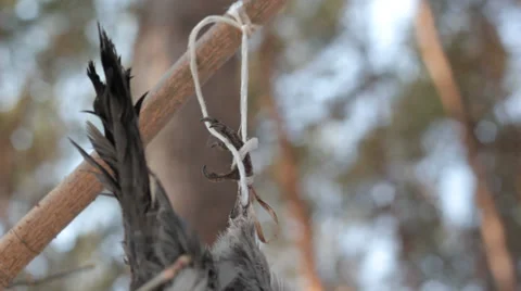 Birds trapped leg Stock Footage 36970841