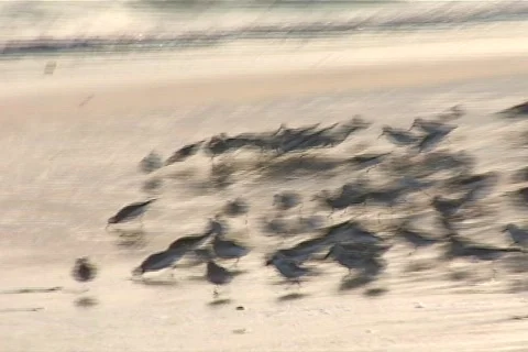 Birds trash Stock Footage 504902