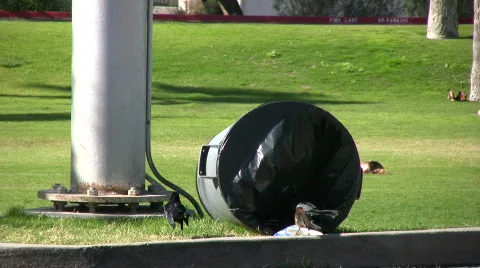 Birds in trash Stock Footage 577609