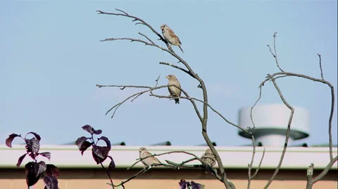 Birds on Tree (005) 動画素材 2503710