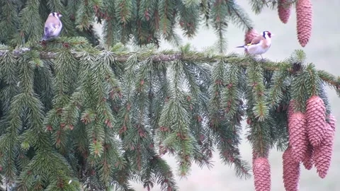 Birds on the tree 1 Video stock 153756501