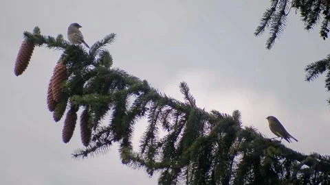 Birds on the tree 2 Video stock 153756102