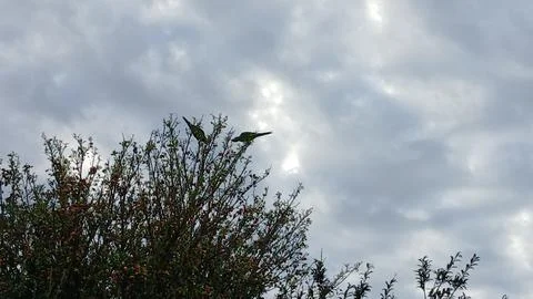 Birds on Tree Against a Cloudy Sky 스톡 사진