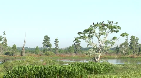 Birds in tree and flying Stock Footage 5080726