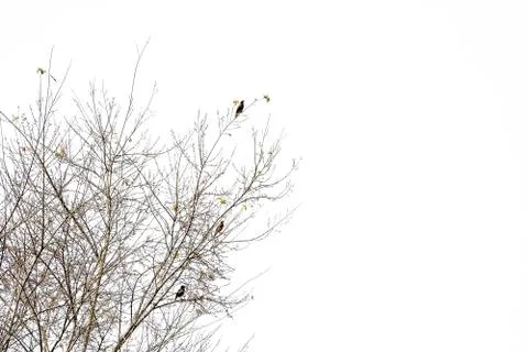 Birds on the tree (autumn fall leaf) Stock Photos