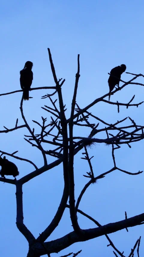 Birds on a tree branch with a beautiful sunset at the background. Stock Footage 246462142