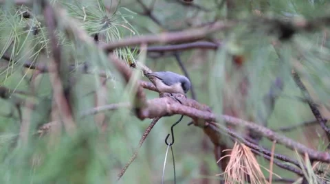 Birds On A Tree Branch Stock Footage 64216341