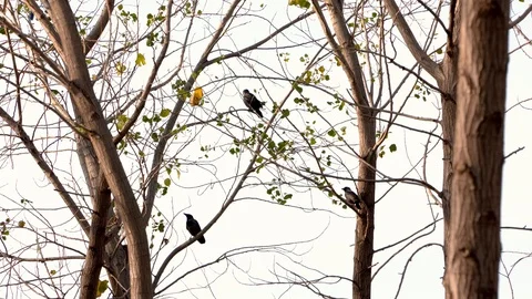 Birds on a Tree Branch Stock Footage 103570044
