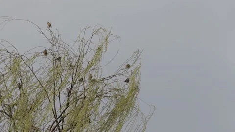 Birds on a tree branch Stock Footage 235170534