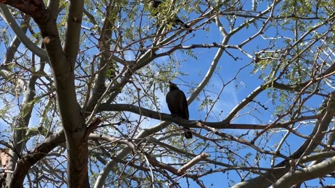 Birds on Tree Branch Video stock 265039679