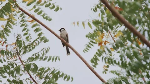 Birds on a tree branch Stock Footage 299755107