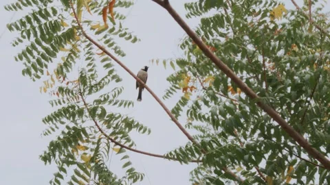 Birds on a tree branch Stock Footage 299756696