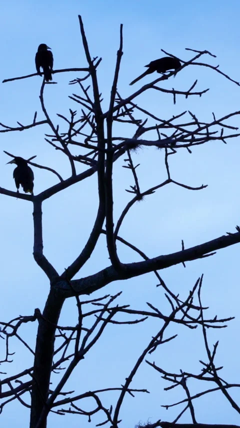 Birds on a tree branch at sunset. Stock Footage 242739365