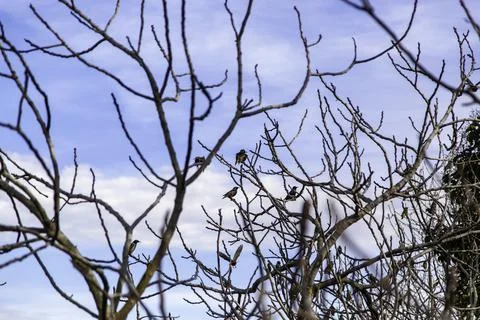 Birds on tree branches, animals in migration, birds resting Stock Photos