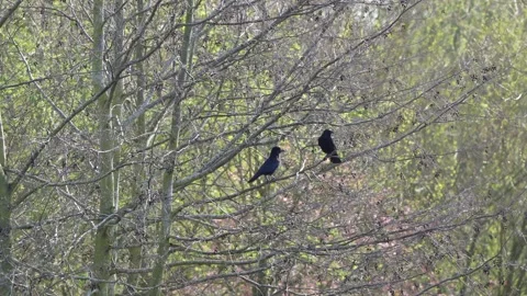 Birds on the tree branches Stock Footage 237865407