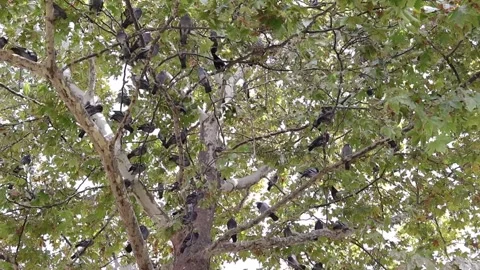 Birds on the Tree Branches Stock Footage 261302393