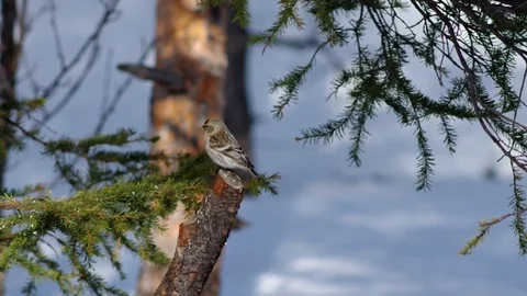 Birds. The tree branches lit by the Sun, the snow. Spring Stock Footage 127883405