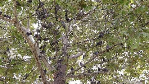 Birds on the Tree Branches (Slow Motion) Stock Footage 261302591