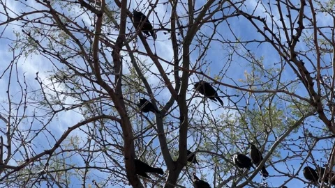 Birds on Tree Branches in Tucson Stock Footage 265039671