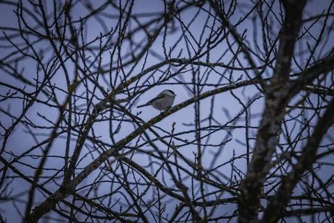 Birds on tree branches in winter Stock Photos