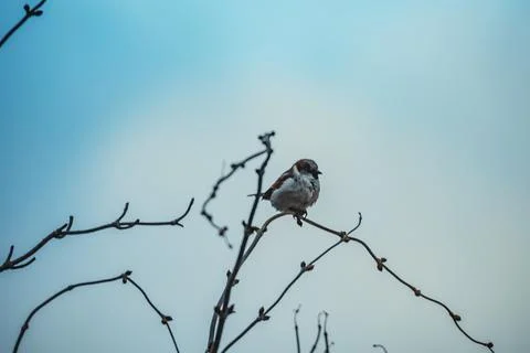Birds on tree branches in winter Stock Photos