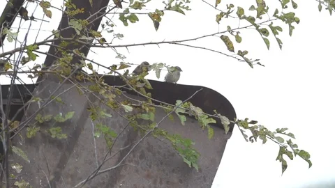  Birds in Tree Close Up  Video stock 92327624