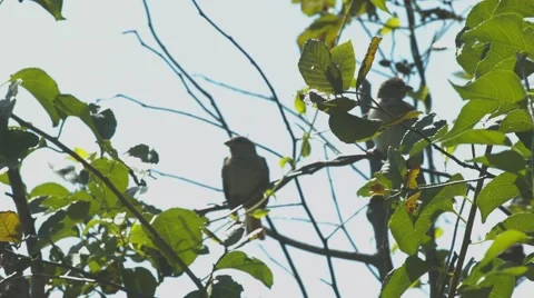 Birds in a Tree at a Duck Pond Stock Footage 40974273