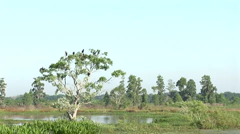 Birds in a tree Stock Footage 5082979