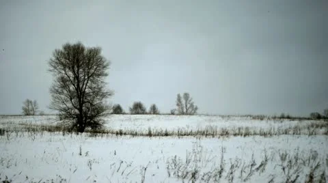 Birds on the tree Stock Footage 12578708