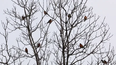 Birds in Tree Stock Footage 36030893