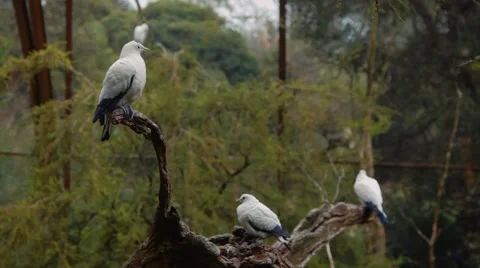 Birds on a tree Vídeos de archivo 42485695
