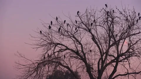 Birds in a tree Video stock 45756303