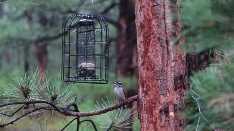 Birds In The Tree  Stock Footage 64216295
