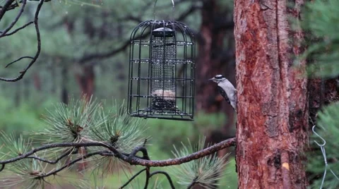 Birds In The Tree  Stock Footage 64216338