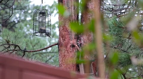 Birds In The Tree  Stock Footage 64216388
