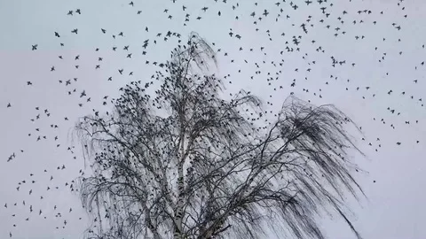 Birds on the tree Stock-Footage 81589169