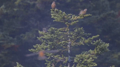 Birds in tree Stock Footage 91360566