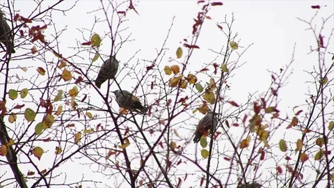 Birds on tree Stock Footage 97099768