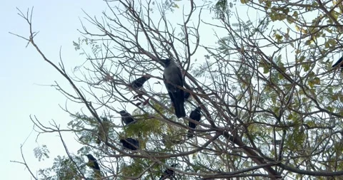 Birds on a tree Stock Footage 130343271