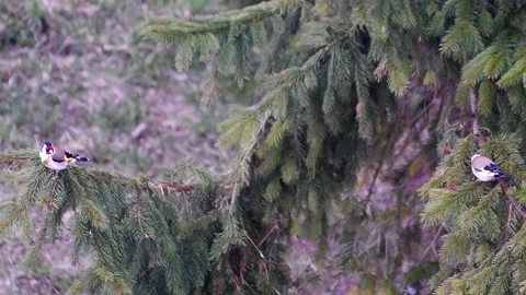 Birds on the tree Video stock 153756502