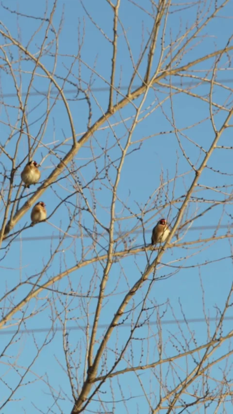Birds on tree. Stock Footage 260422865