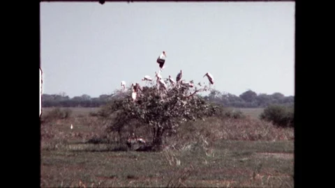 Birds in a Tree Stock Footage 276293163