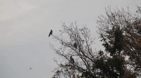 Birds on tree in nature Stock Footage 7727817